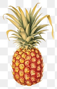 PNG Pineapple fruit plant food. 