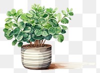 PNG Bonsai plant leaf vase. 