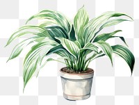 PNG Plant leaf houseplant freshness. 