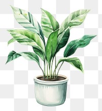 PNG Plant leaf vase houseplant. AI generated Image by rawpixel.