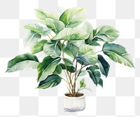 PNG Plant leaf houseplant flowerpot. AI generated Image by rawpixel.