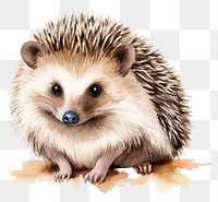 PNG Porcupine hedgehog mammal animal. 