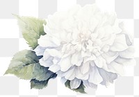 PNG Flower dahlia plant rose. AI generated Image by rawpixel.