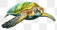 PNG Reptile animal turtle sea transparent background