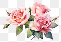 PNG Flower rose plant transparent background. AI generated Image by rawpixel.