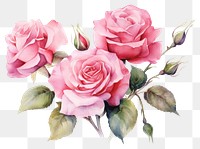 PNG Flower rose plant transparent background. 