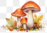 PNG Mushroom fungus agaric autumn. AI generated Image by rawpixel.