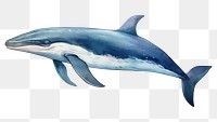 PNG Dolphin animal mammal whale. AI generated Image by rawpixel.