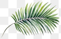 PNG Plant leaf tree freshness