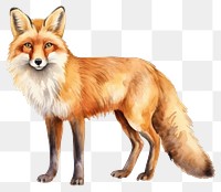 PNG Fox wildlife animal mammal. AI generated Image by rawpixel.