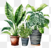 PNG Plant houseplant leaf freshness. 