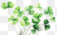 PNG Backgrounds clover plant leaf. 