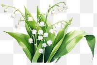 PNG Flower plant white leaf. AI generated Image by rawpixel.