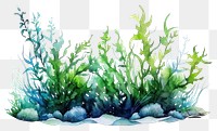 PNG Outdoors seaweed plant water