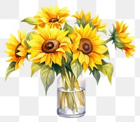 PNG Sunflower plant vase inflorescence. 