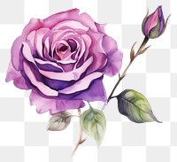 PNG Rose flower purple plant. AI generated Image by rawpixel.