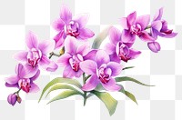 PNG Orchid flower plant inflorescence. AI generated Image by rawpixel.