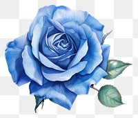 PNG Rose flower plant blue. 