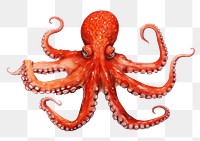 PNG Octopus animal invertebrate cephalopod