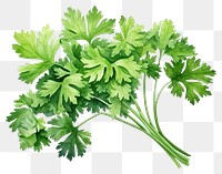 PNG Parsley plant herbs coriander