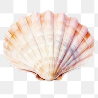 PNG Seashell clam invertebrate shellfish