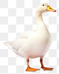 PNG Duck animal goose white. 