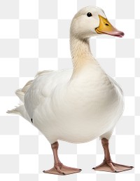 PNG Duck animal goose white. AI generated Image by rawpixel.