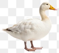 PNG Animal goose white bird. 