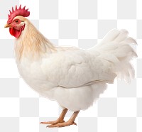 PNG Chicken poultry animal white