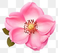 PNG Flower rose blossom petal. AI generated Image by rawpixel.