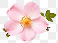 PNG Flower rose blossom pollen. AI generated Image by rawpixel.