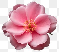 PNG Flower rose blossom pollen. AI generated Image by rawpixel.