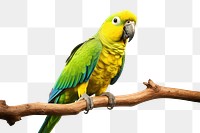 PNG Parrot animal yellow bird. 