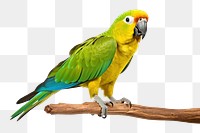 PNG Parrot animal yellow bird. 