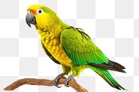 PNG Parrot animal yellow bird. 