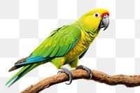 PNG Parrot animal yellow bird. 