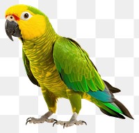 PNG Parrot animal yellow bird. 