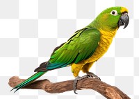 PNG Parrot animal yellow bird. 