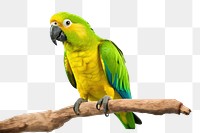 PNG Parrot animal yellow bird. 