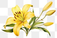 PNG Flower lily yellow plant. 