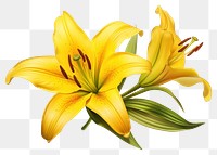 PNG Flower lily yellow plant. 