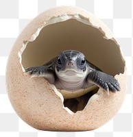 PNG Animal turtle shell egg transparent background