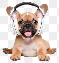 PNG Headphones dog bulldog headset. 