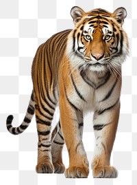 PNG Wildlife animal mammal tiger. AI generated Image by rawpixel.