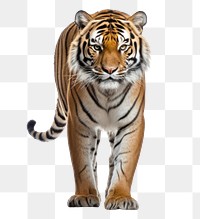 PNG Wildlife animal mammal tiger. AI generated Image by rawpixel.