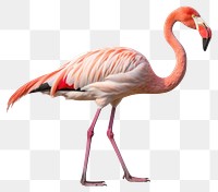 PNG Flamingo animal bird spoonbill. 