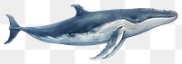 PNG Whale animal mammal fish, digital paint illustration. AI generated image