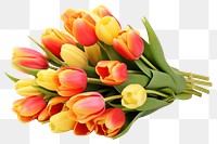 PNG Flower tulip plant transparent background. 