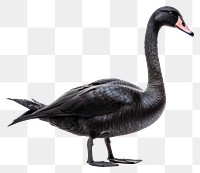 PNG Swan animal goose black. 