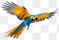 PNG Parrot animal bird wildlife. 